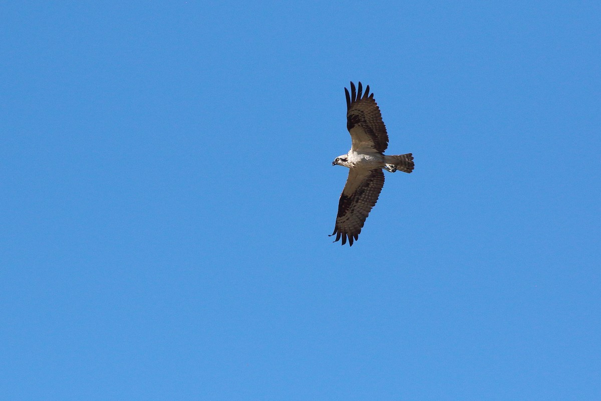 Águila Pescadora - ML624178638