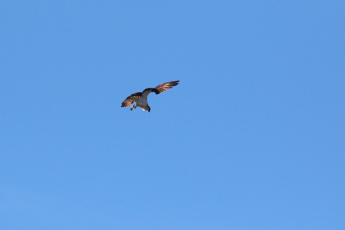 Águila Pescadora - ML624178639