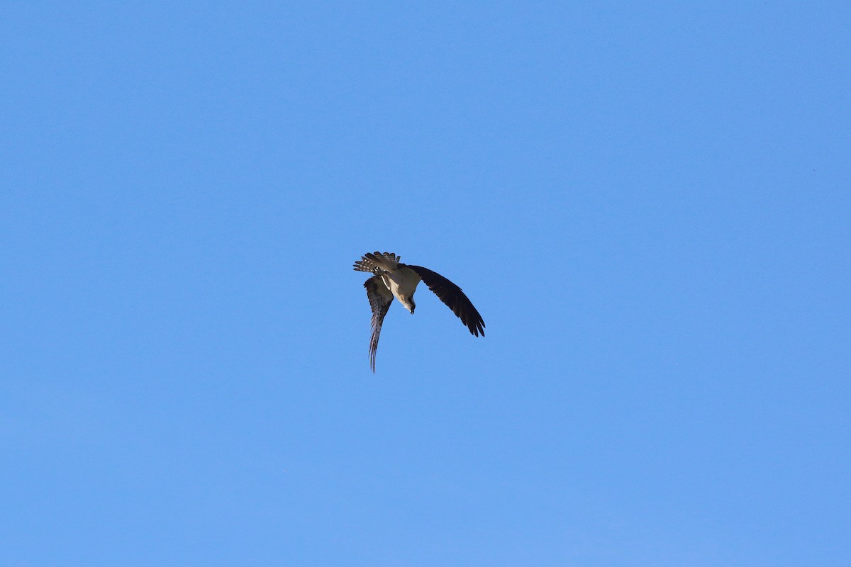 Águila Pescadora - ML624178640