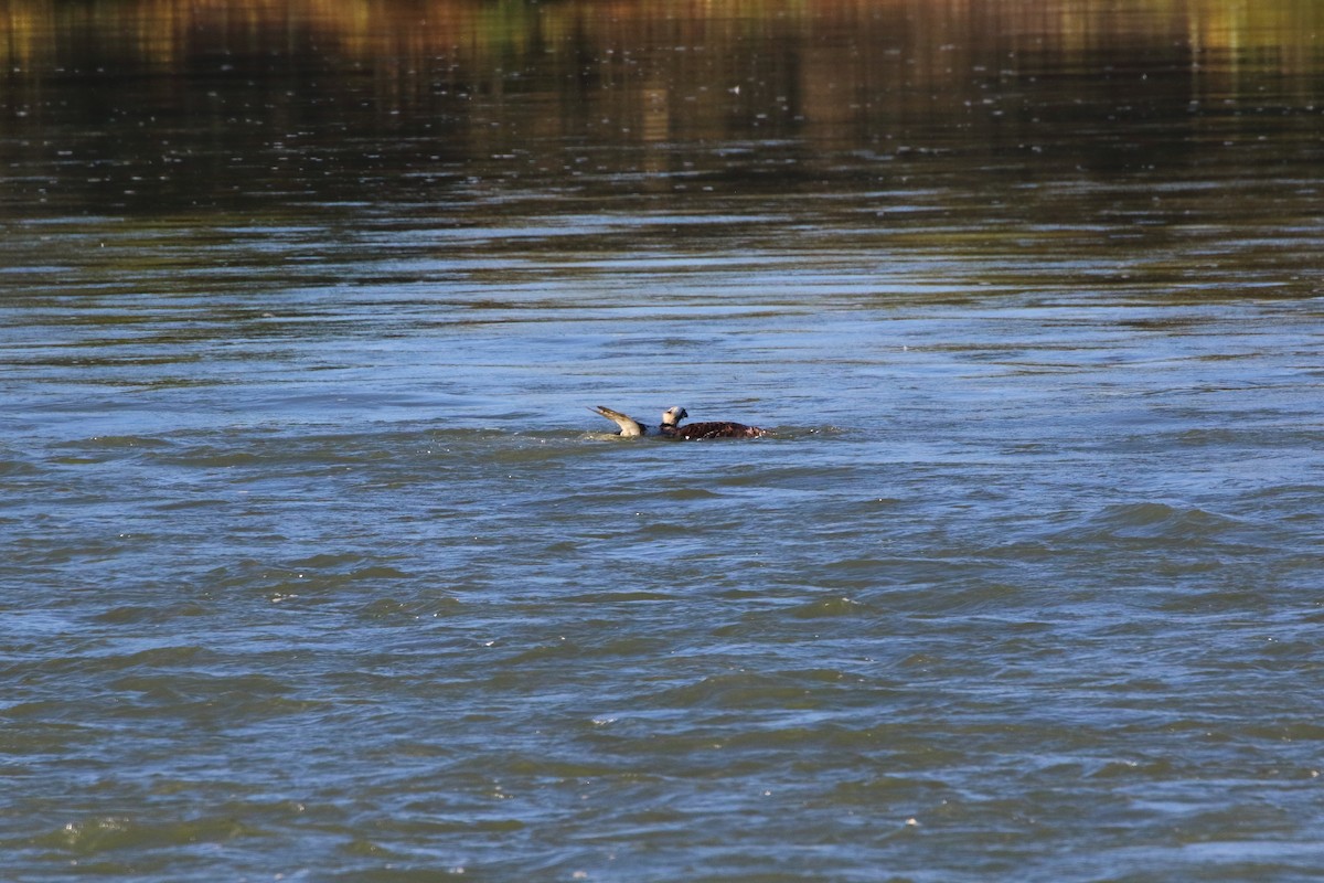 Águila Pescadora - ML624178641