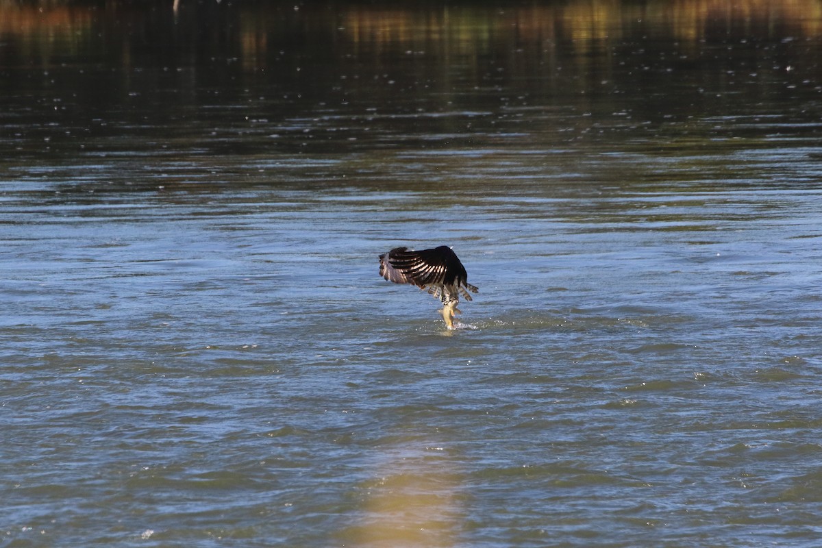 Águila Pescadora - ML624178642