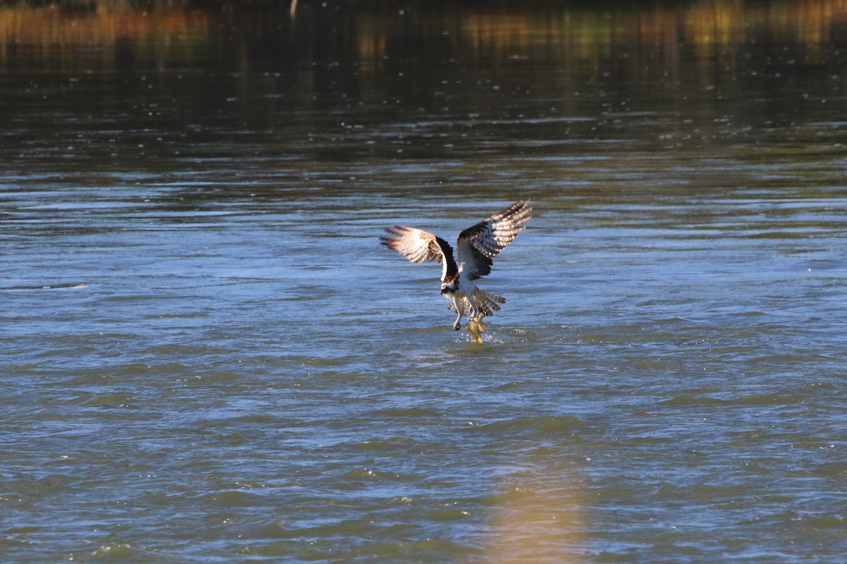 Águila Pescadora - ML624178643