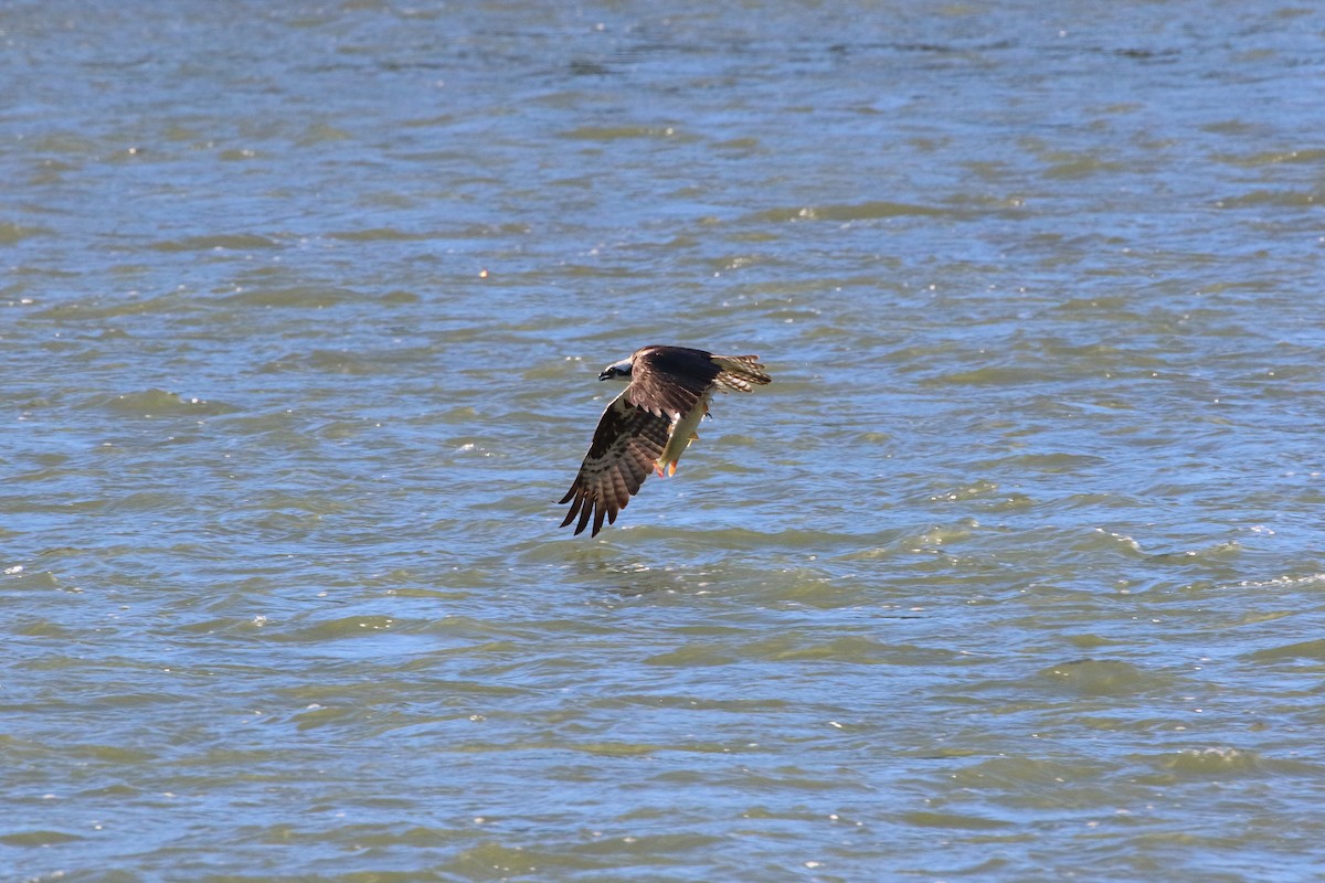 Osprey - Dan Schiebelbein