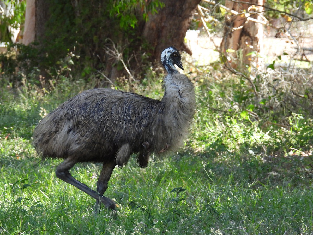 Emu - ML624178649