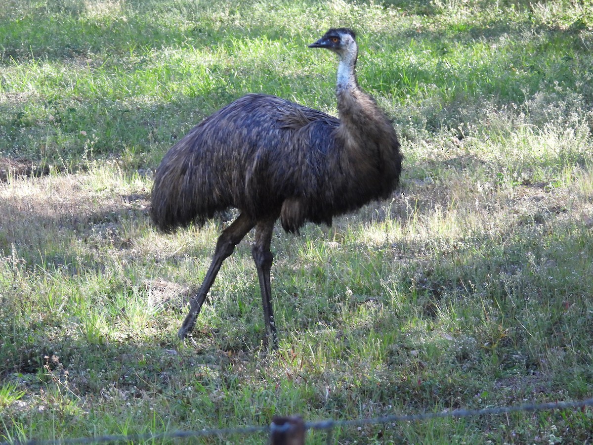 Emu - ML624178650