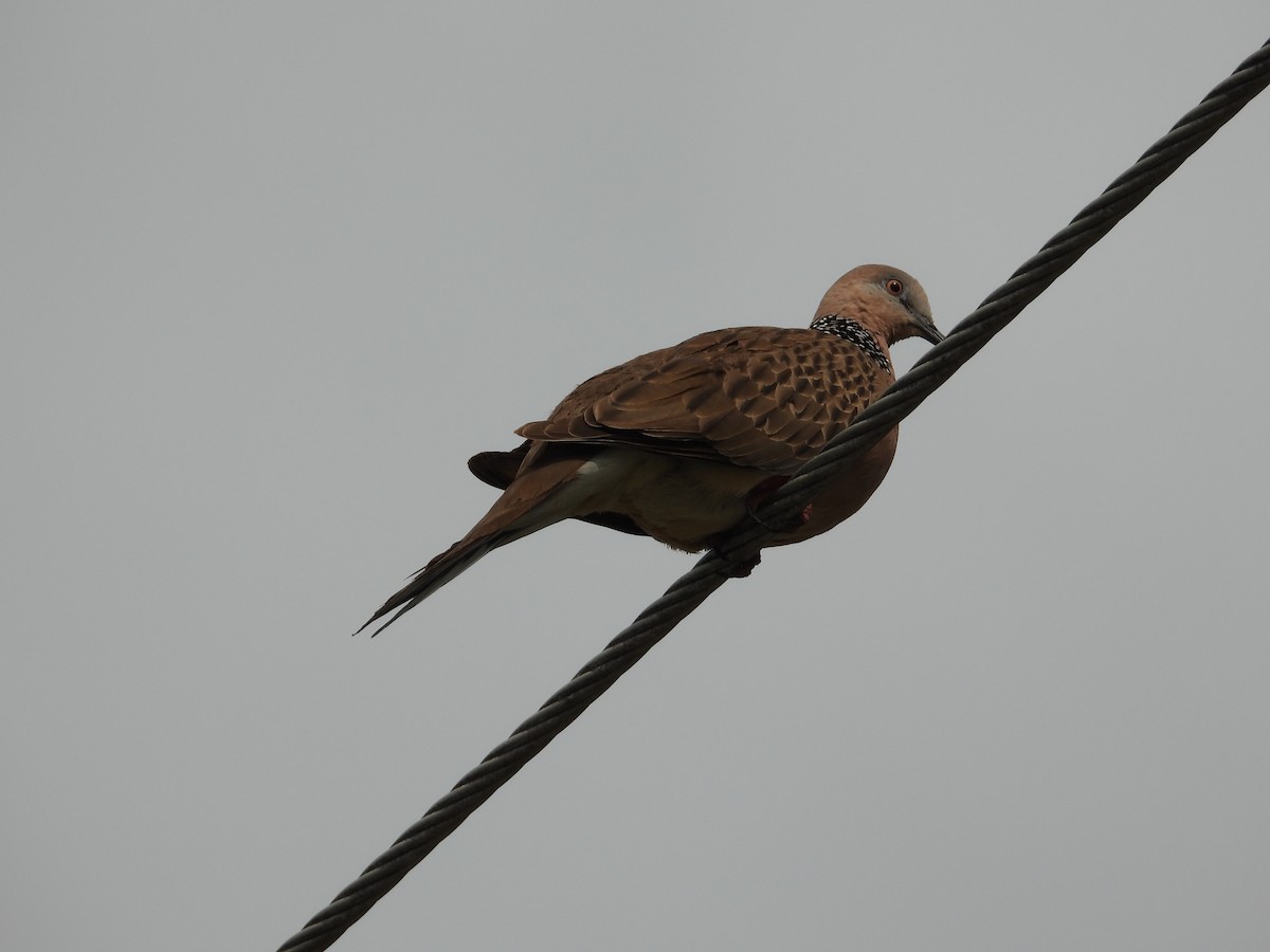 Spotted Dove - ML624178652