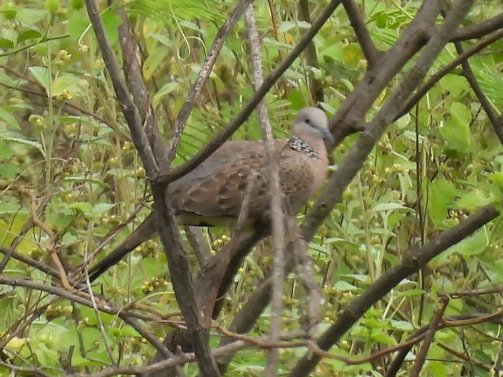 Spotted Dove - ML624178659