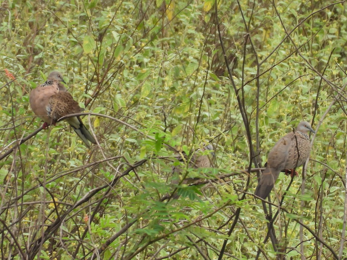 Spotted Dove - ML624178660