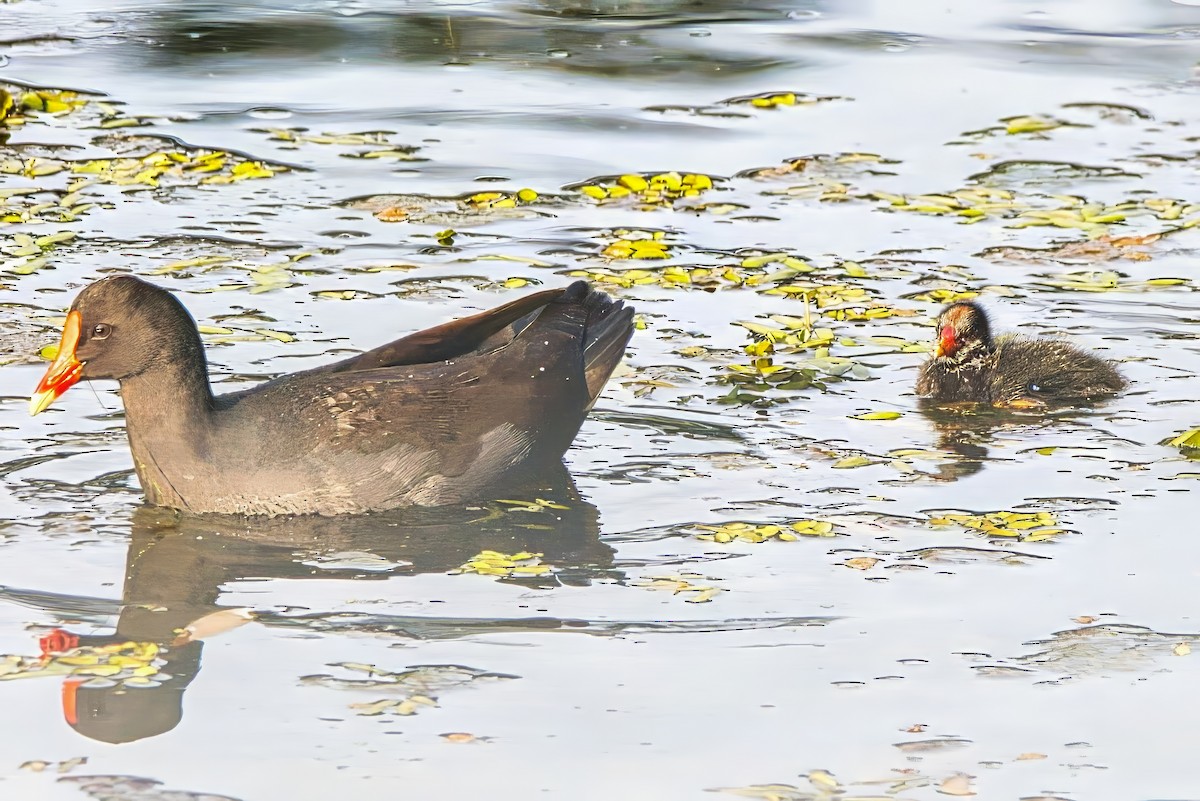 Dusky Moorhen - ML624178679