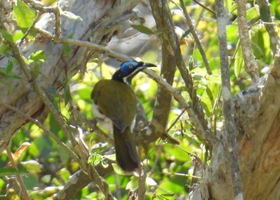 Blue-faced Honeyeater - ML624178687