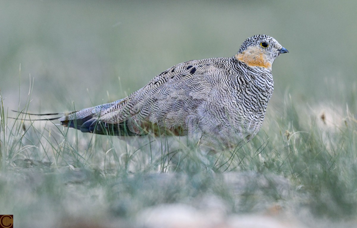 Tibetan Sandgrouse - ML624178688