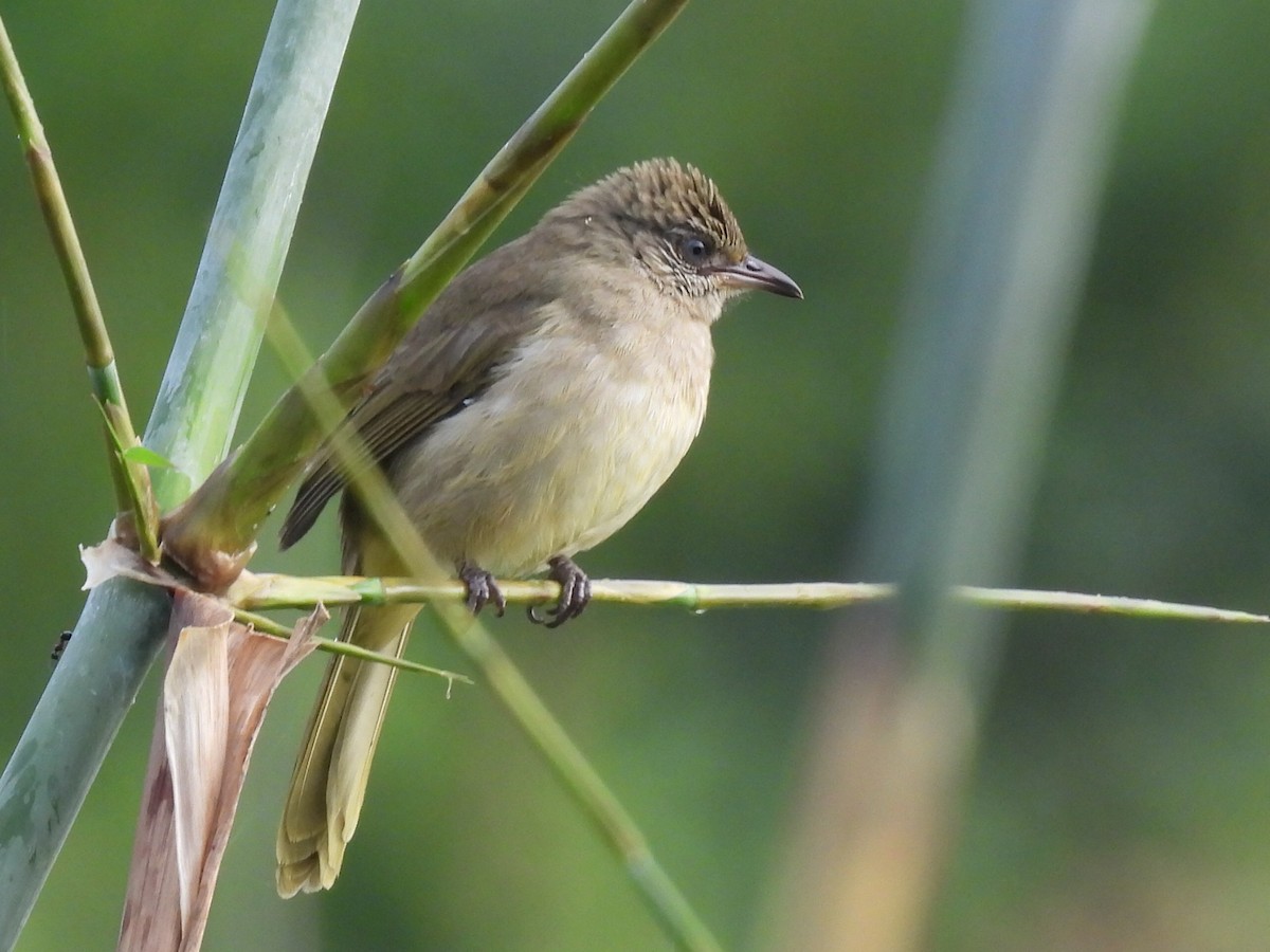 Streak-eared Bulbul - ML624178703