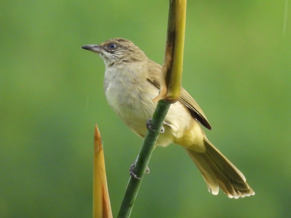 Streak-eared Bulbul - ML624178705