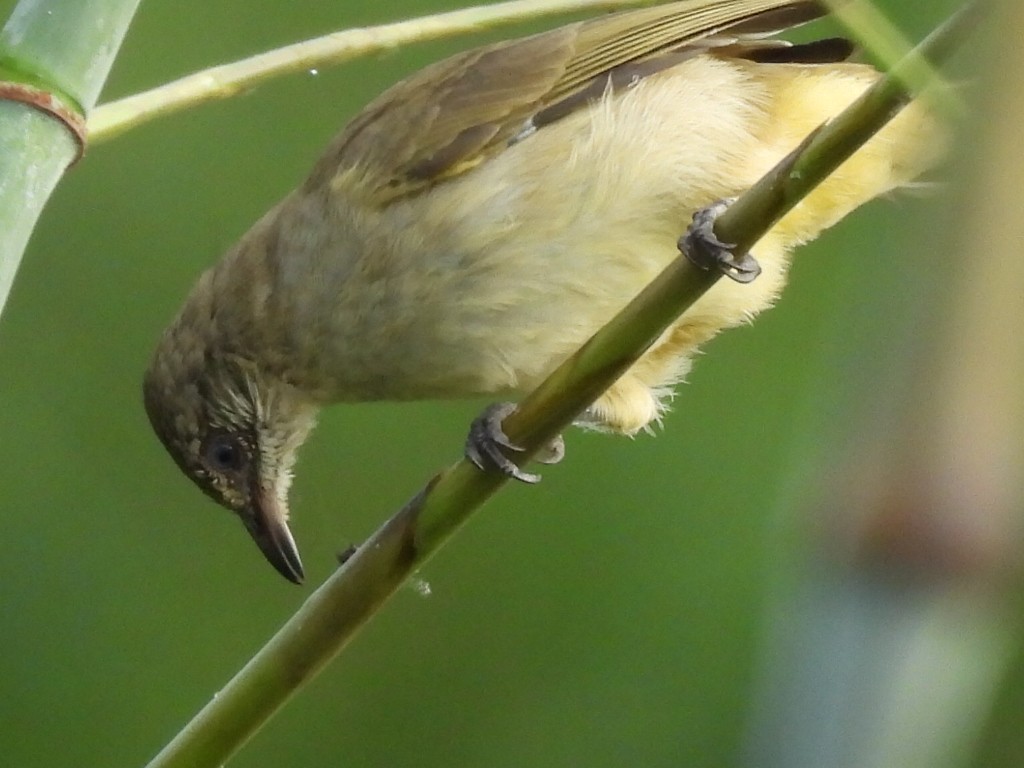 Streak-eared Bulbul - ML624178708