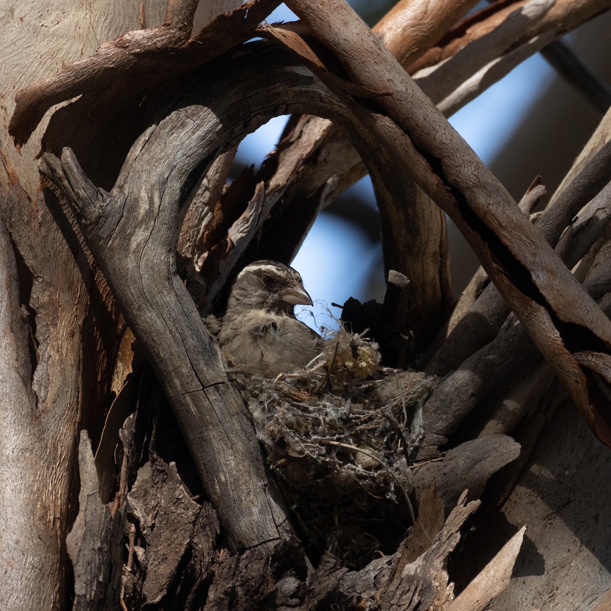 Streaky-headed Seedeater - ML624178710