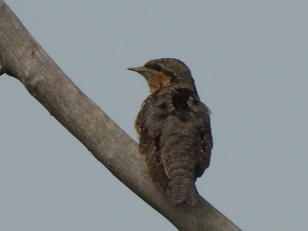 Eurasian Wryneck - Gerald Moore