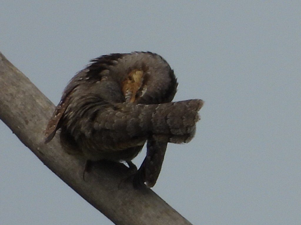 Eurasian Wryneck - Gerald Moore