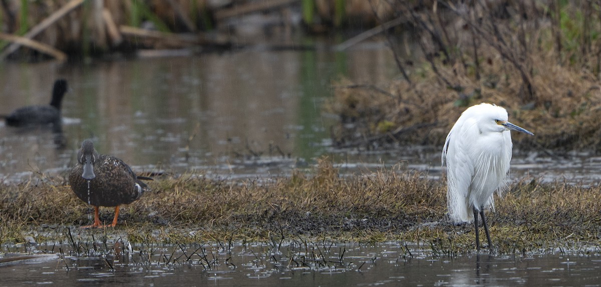 Little Egret - ML624178786