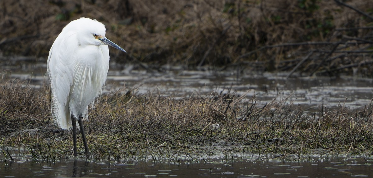 Little Egret - ML624178787