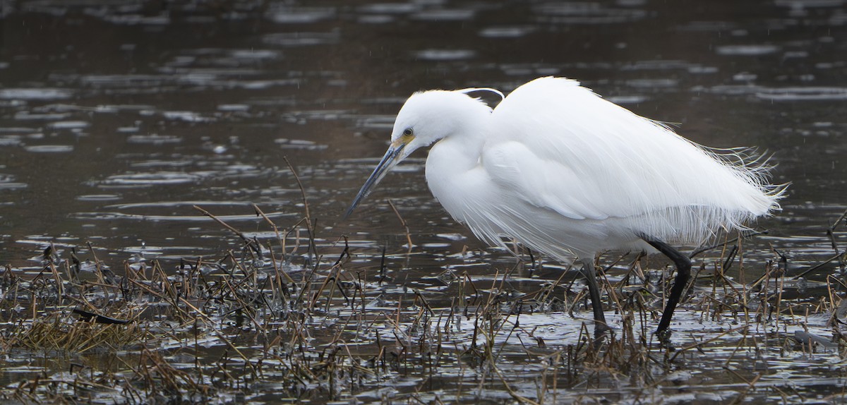 Little Egret - ML624178788