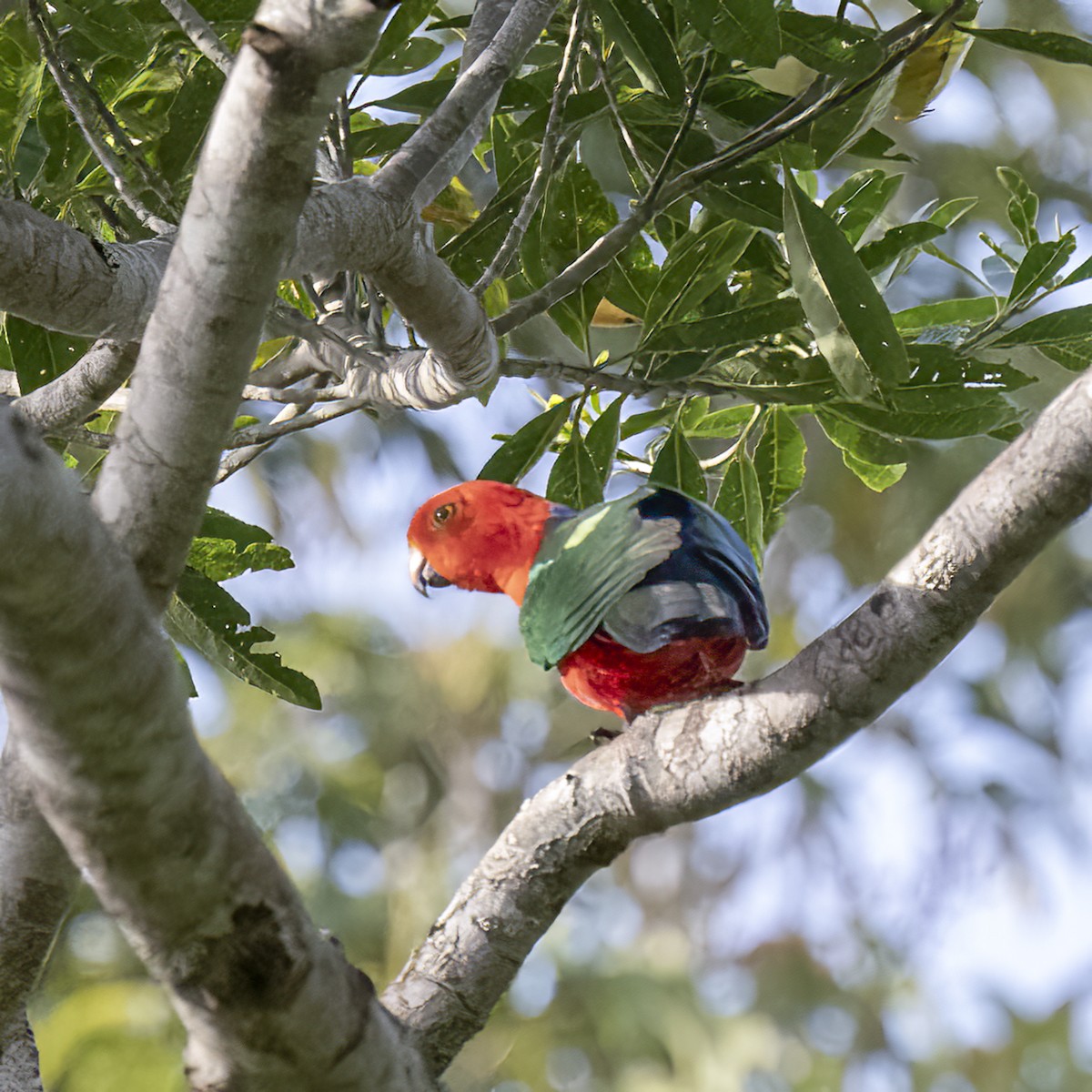 Australian King-Parrot - ML624178800