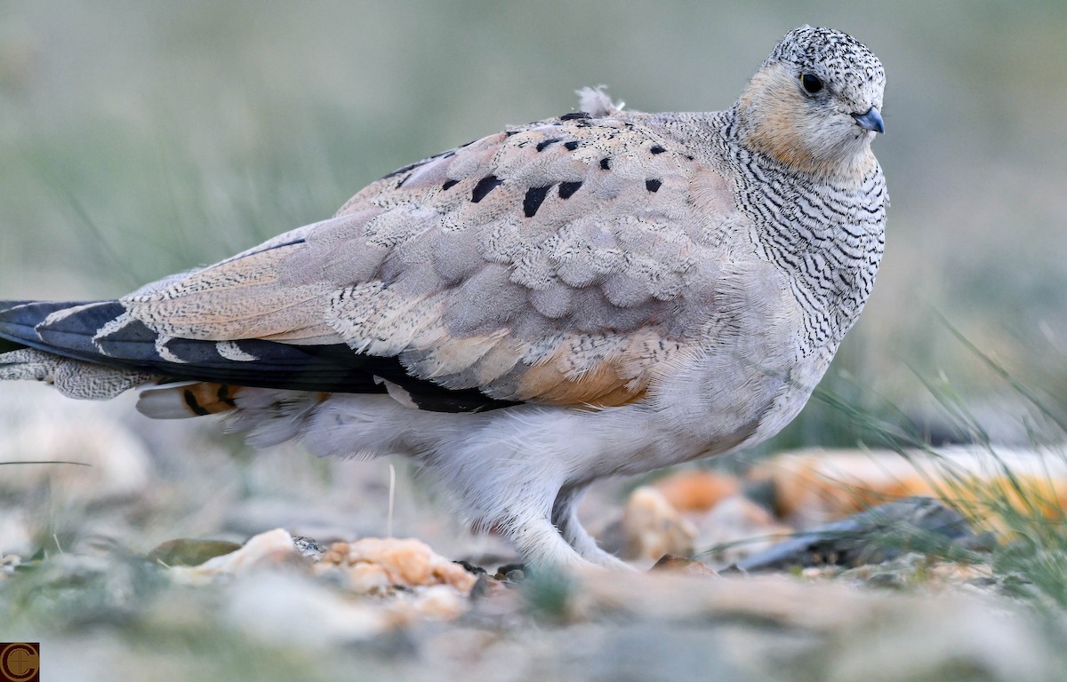 Tibetan Sandgrouse - ML624178812