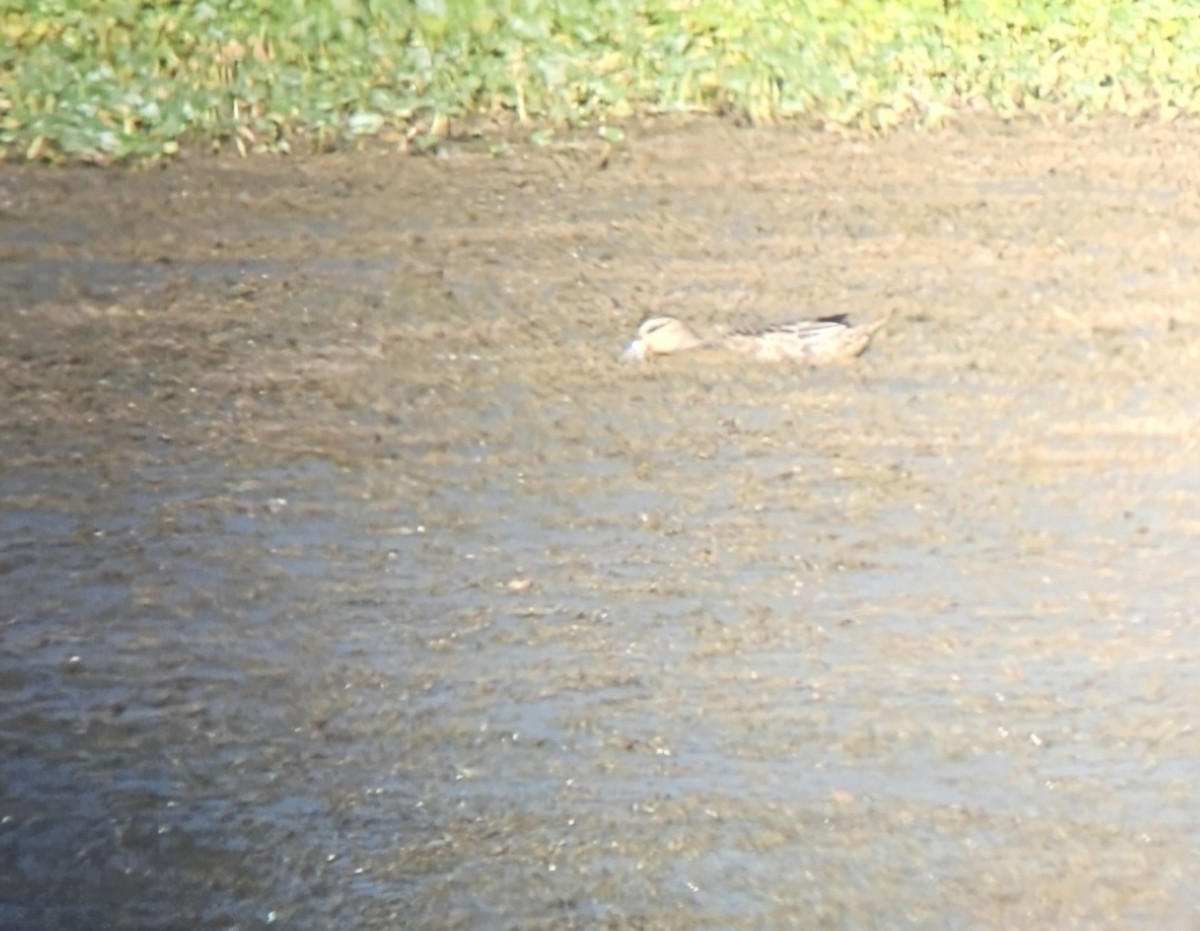 Garganey - ML624178814