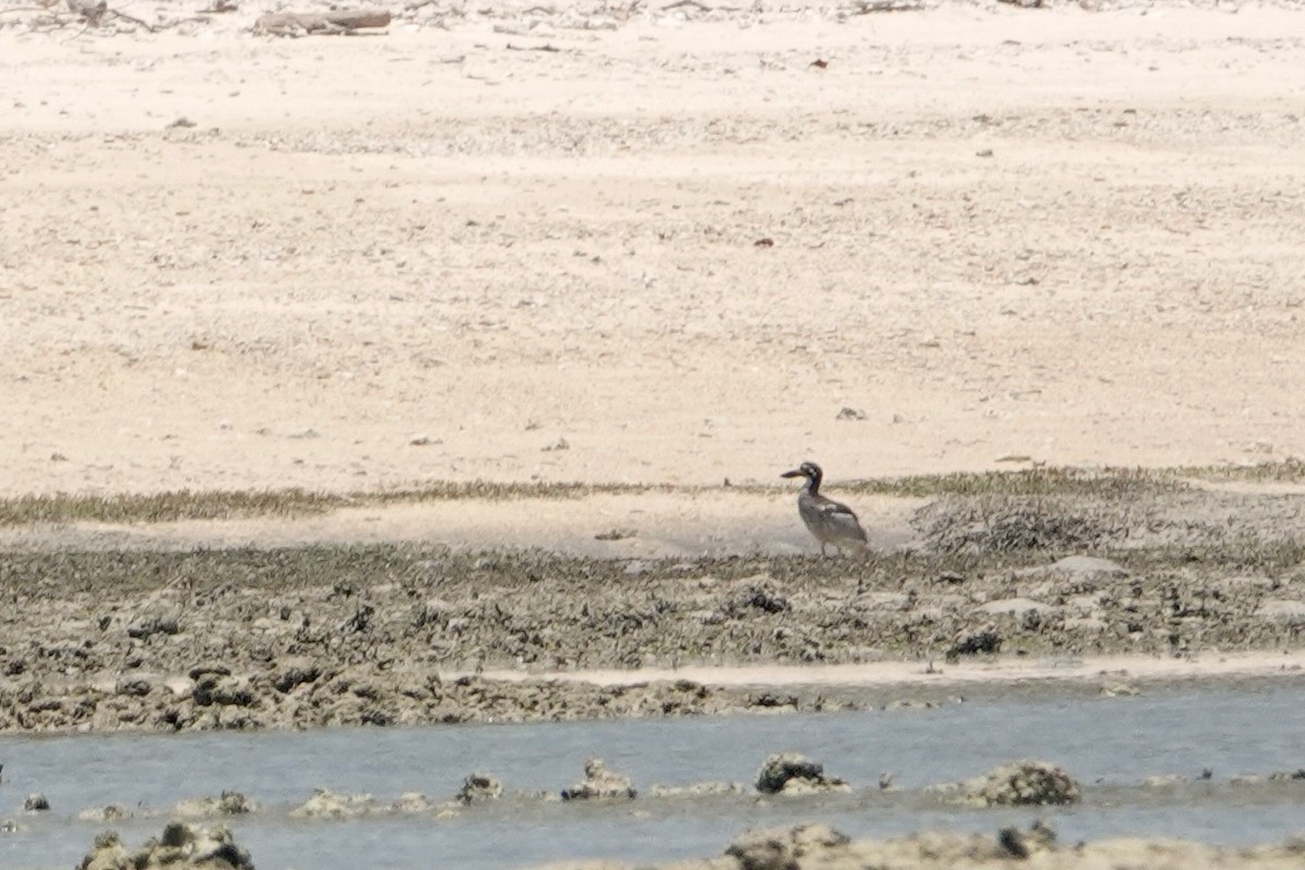 Beach Thick-knee - ML624178818
