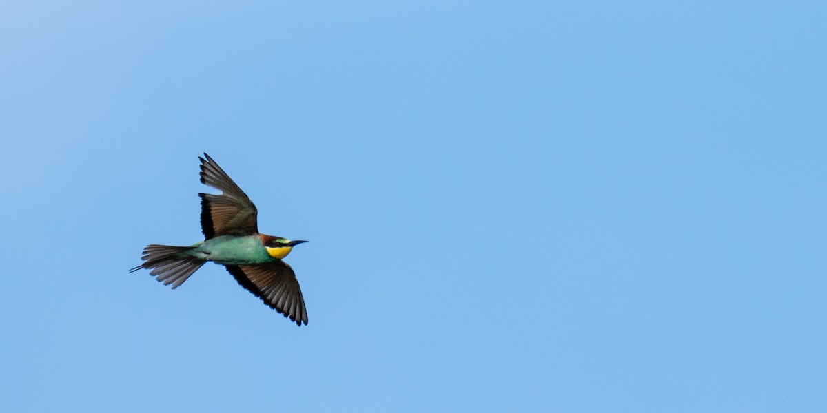 European Bee-eater - ML624178819