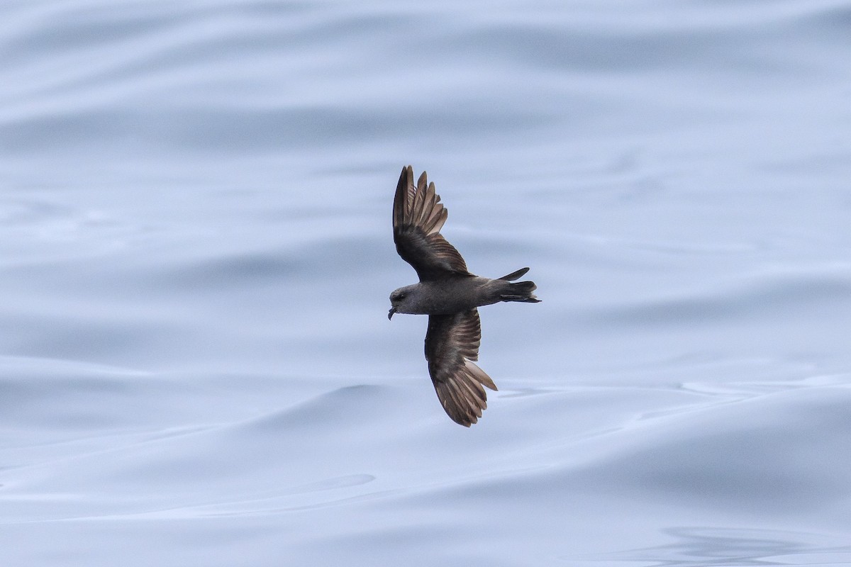 Ashy Storm-Petrel - Eugene Scherba