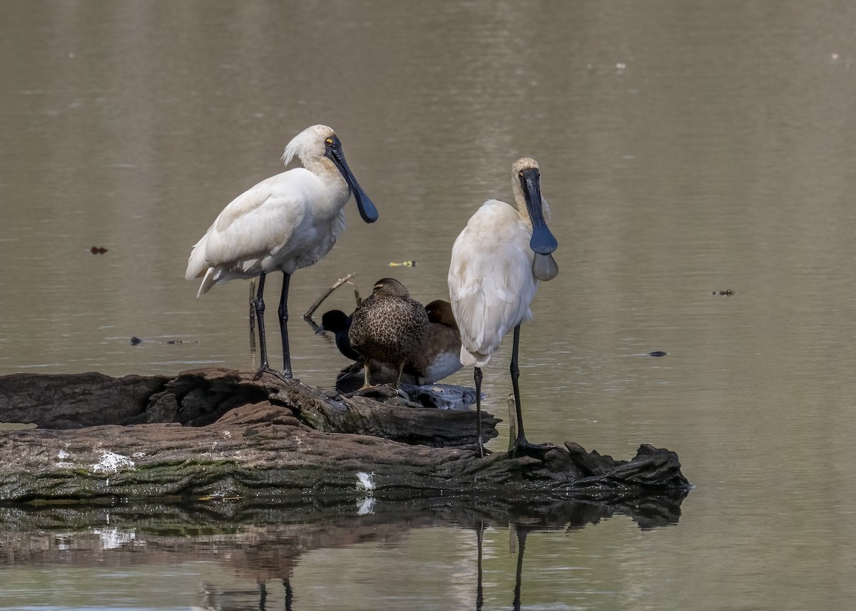 Royal Spoonbill - ML624178831