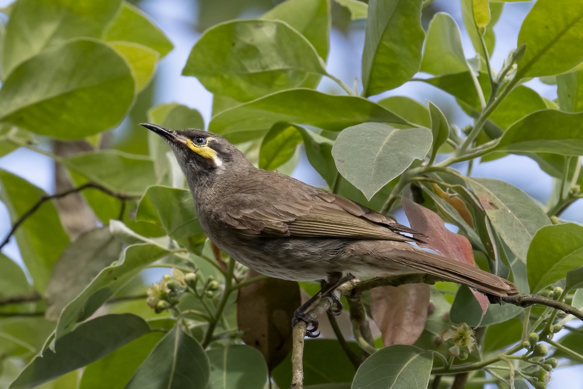 Yellow-faced Honeyeater - ML624178835