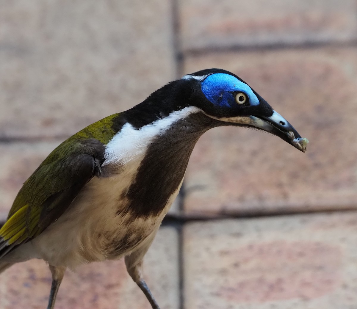 Blue-faced Honeyeater - ML624178838