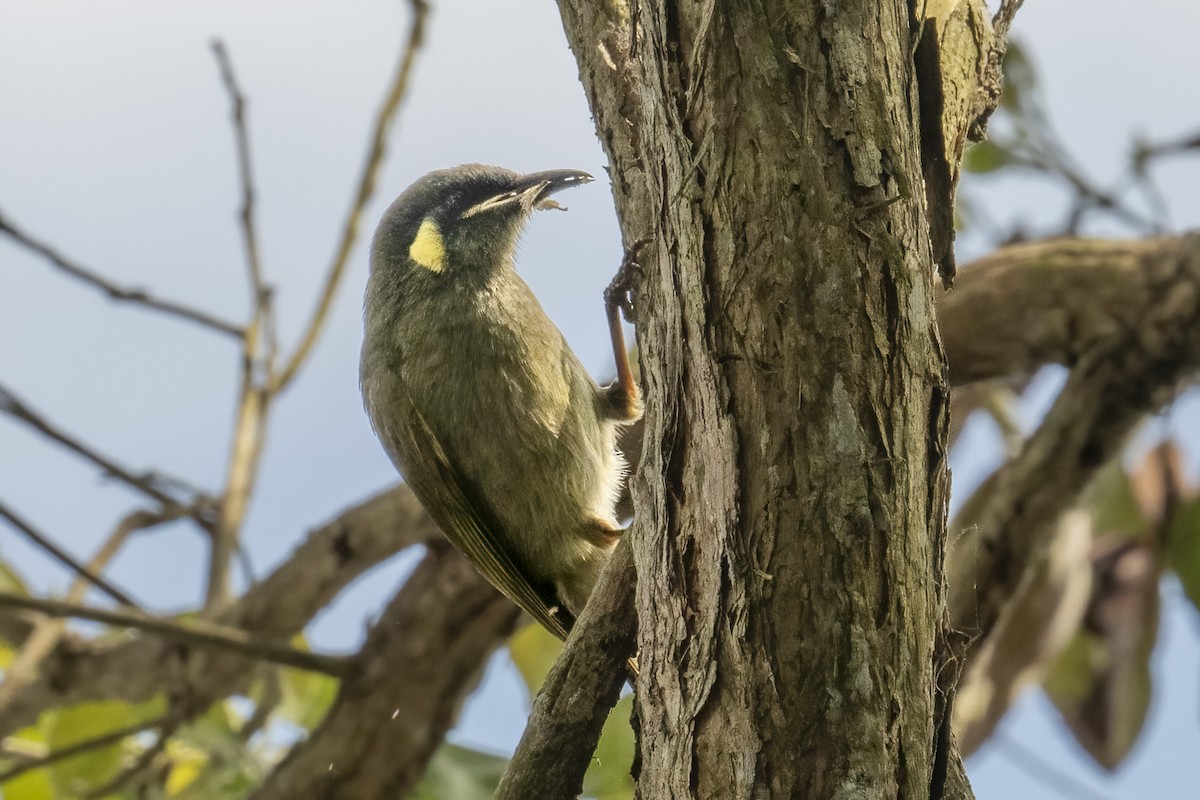 Yellow-spotted Honeyeater - ML624178850