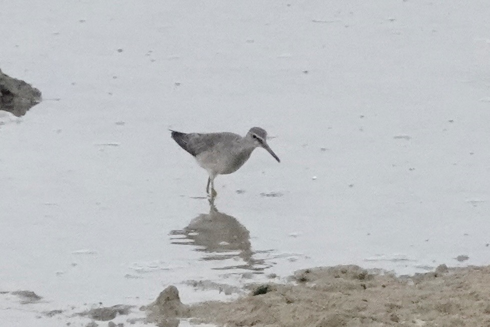 Gray-tailed Tattler - ML624178853