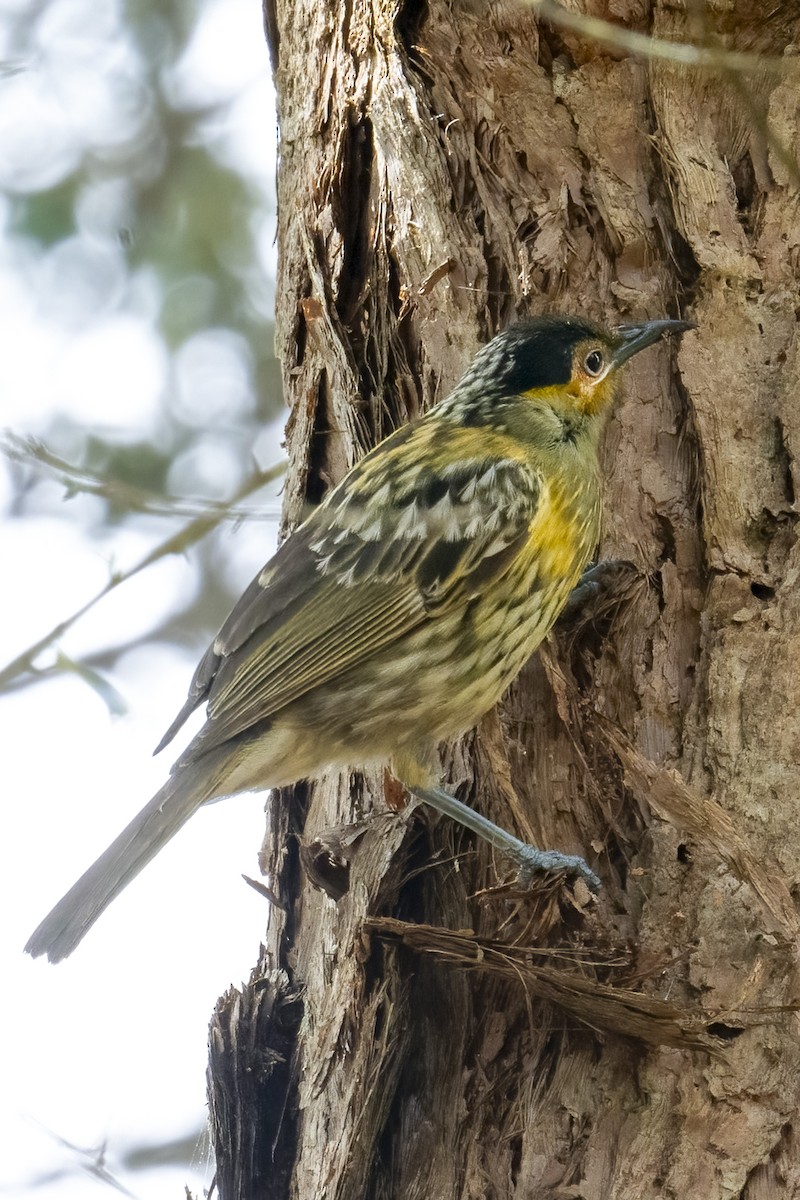 Macleay's Honeyeater - ML624178880