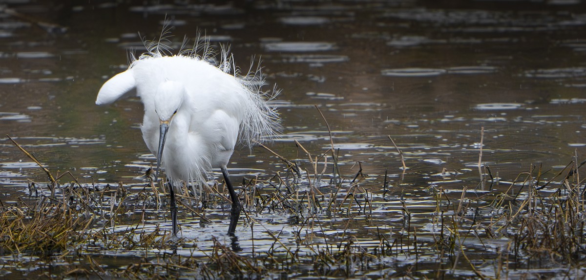 Little Egret - ML624178918