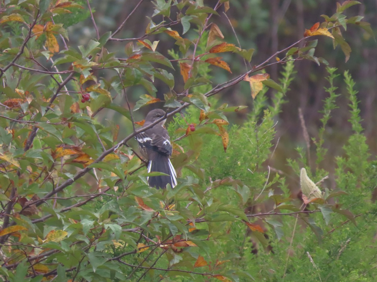 Northern Mockingbird - ML624178952