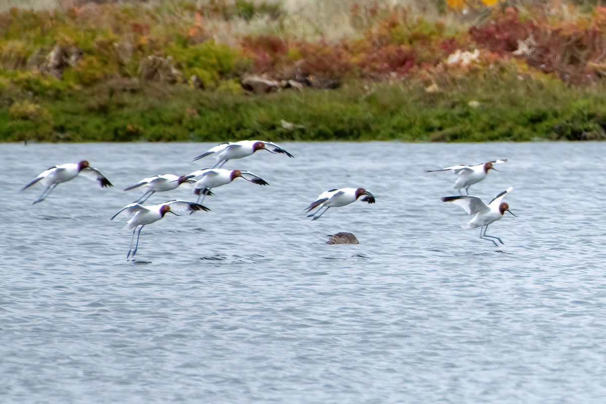 Red-necked Avocet - ML624178955