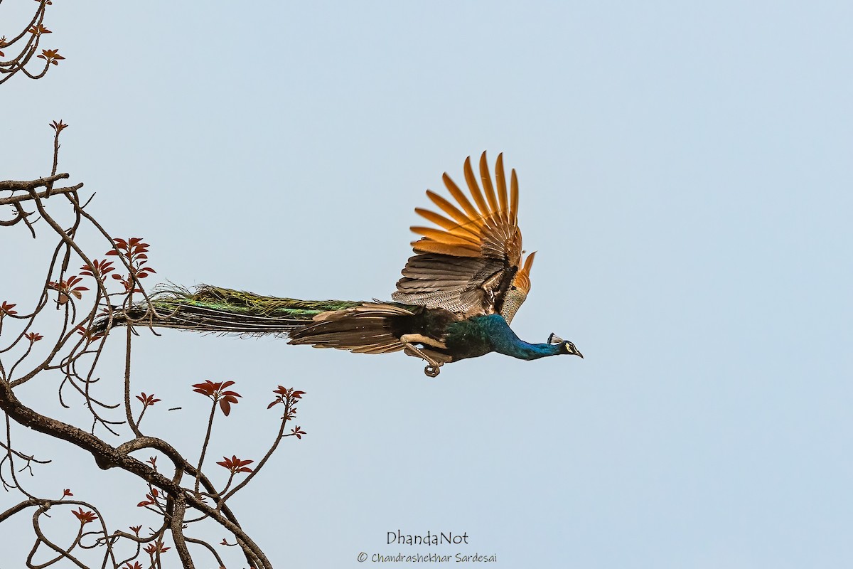 Indian Peafowl - ML624178959