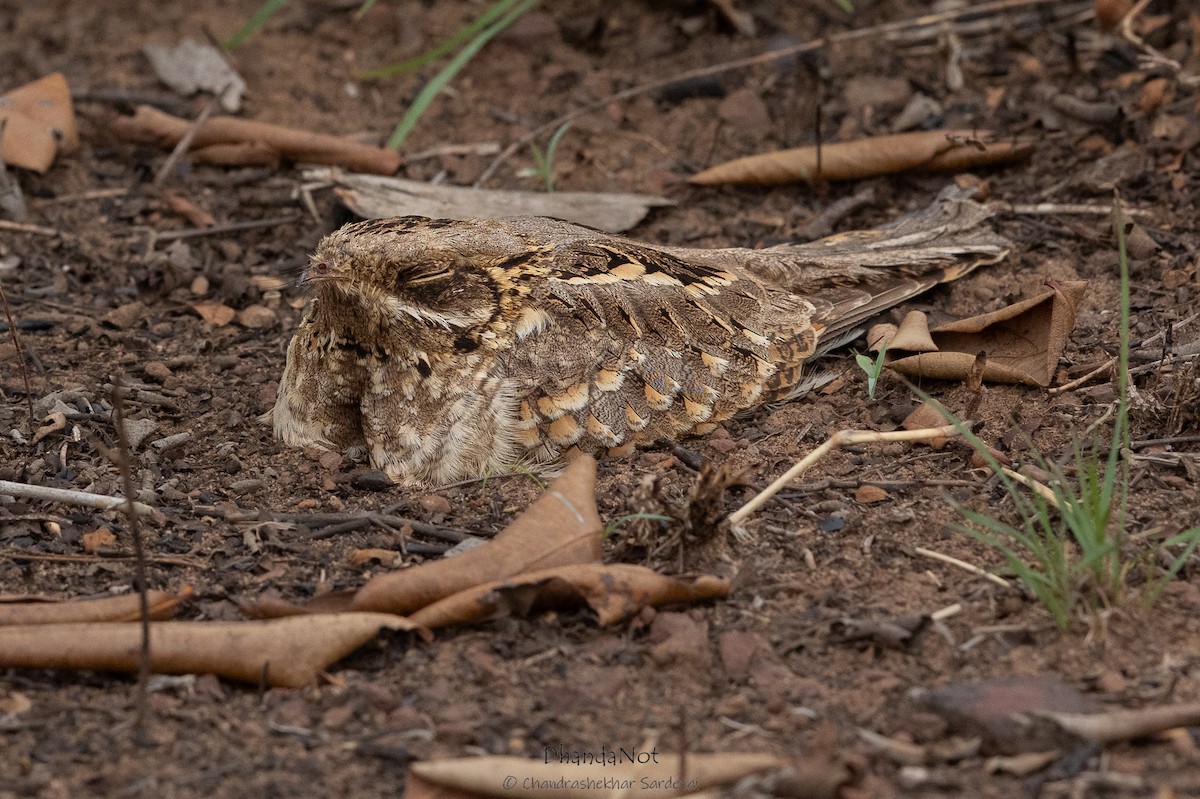 Jungle Nightjar - ML624178963