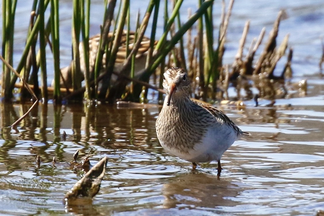 Pectoral Sandpiper - Eric Tipton