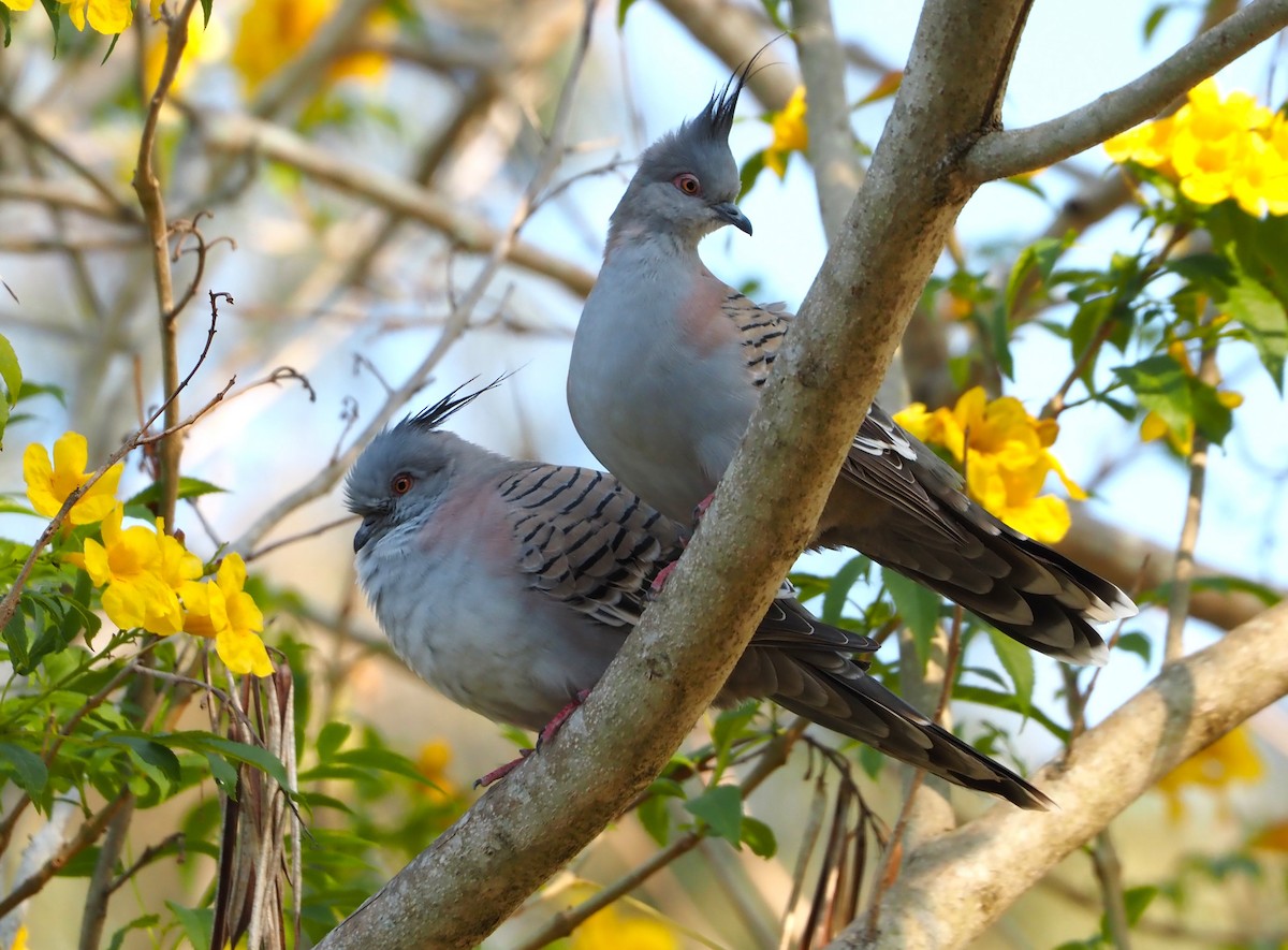 Crested Pigeon - ML624178973