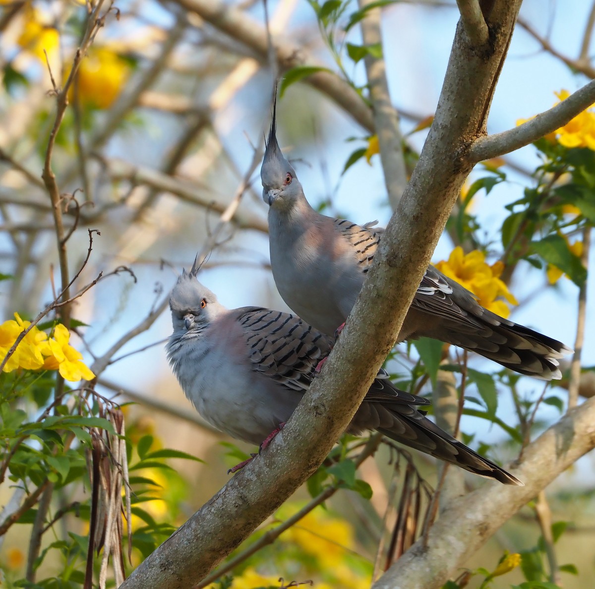 Crested Pigeon - ML624178974