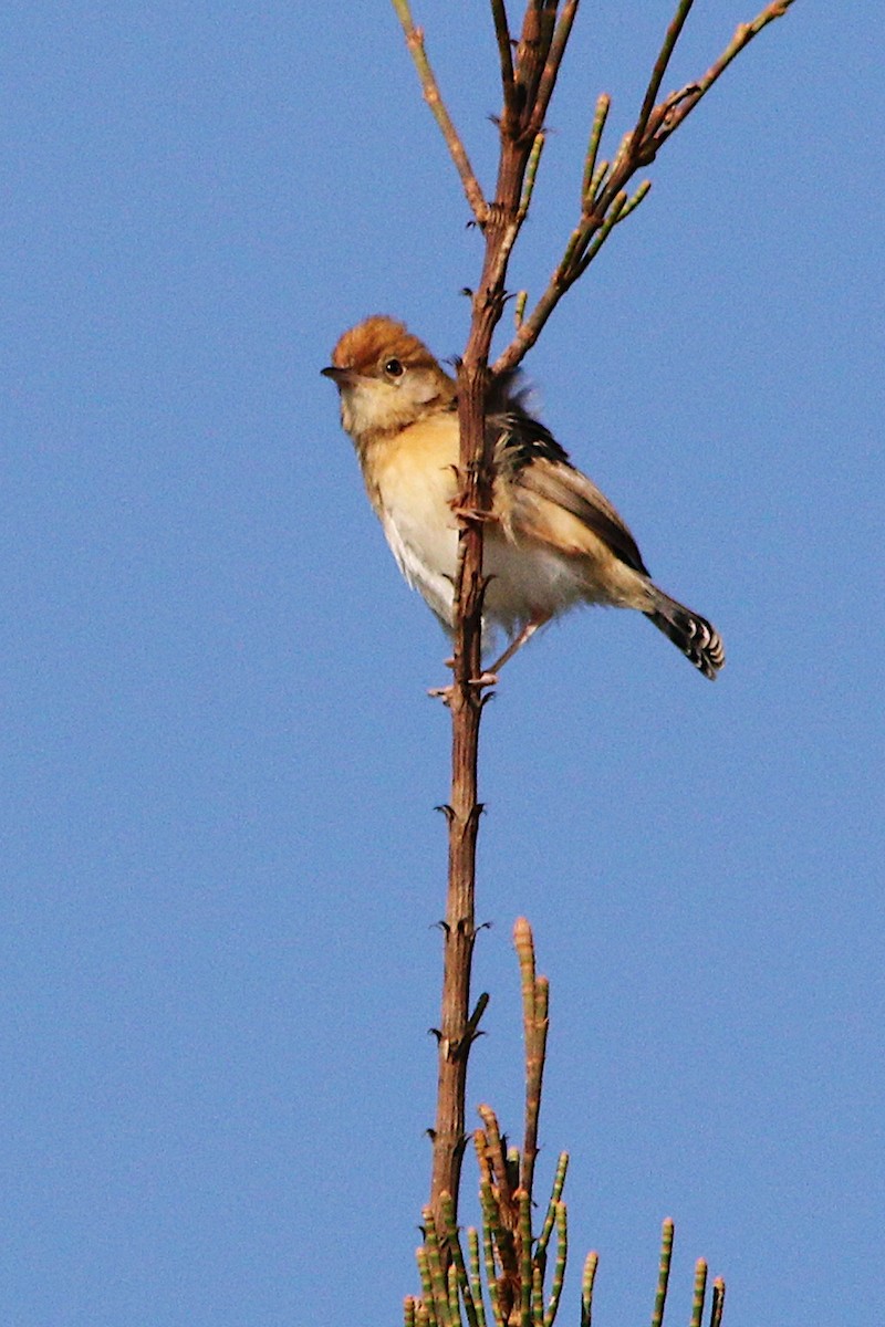 Cisticole à couronne dorée - ML624178978