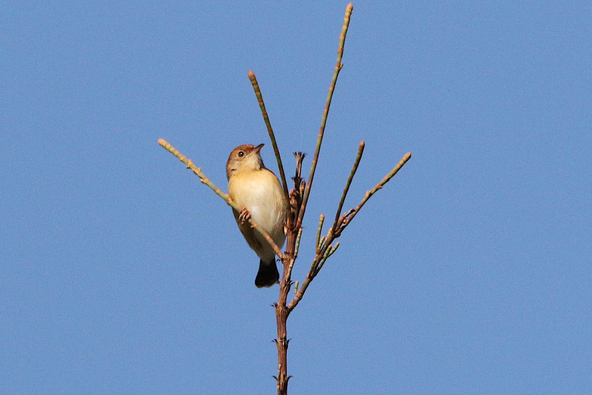 Cisticole à couronne dorée - ML624178979