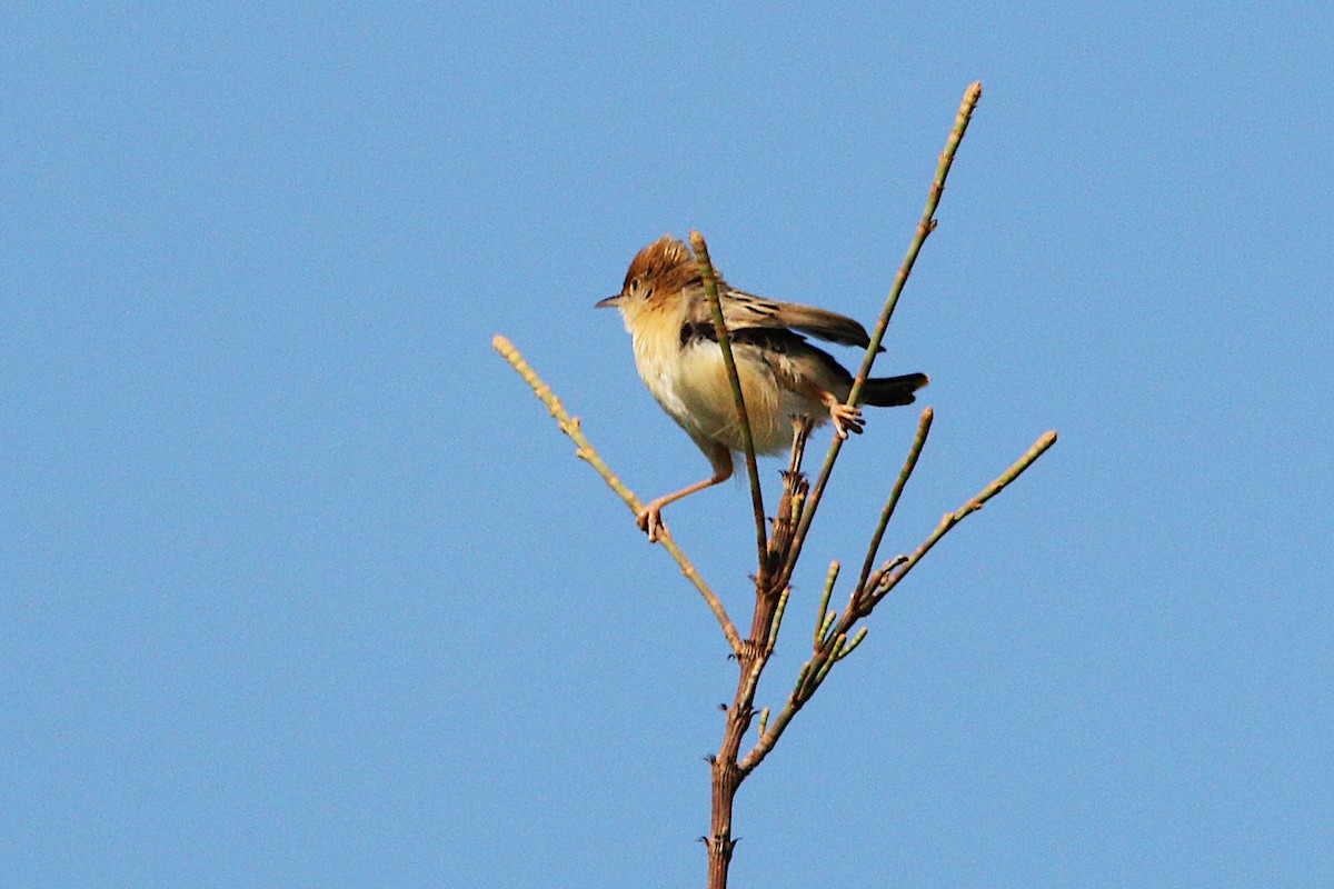 Cisticole à couronne dorée - ML624178980