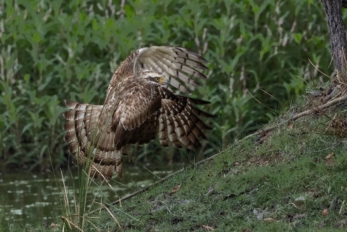 Crested Serpent-Eagle - ML624178984