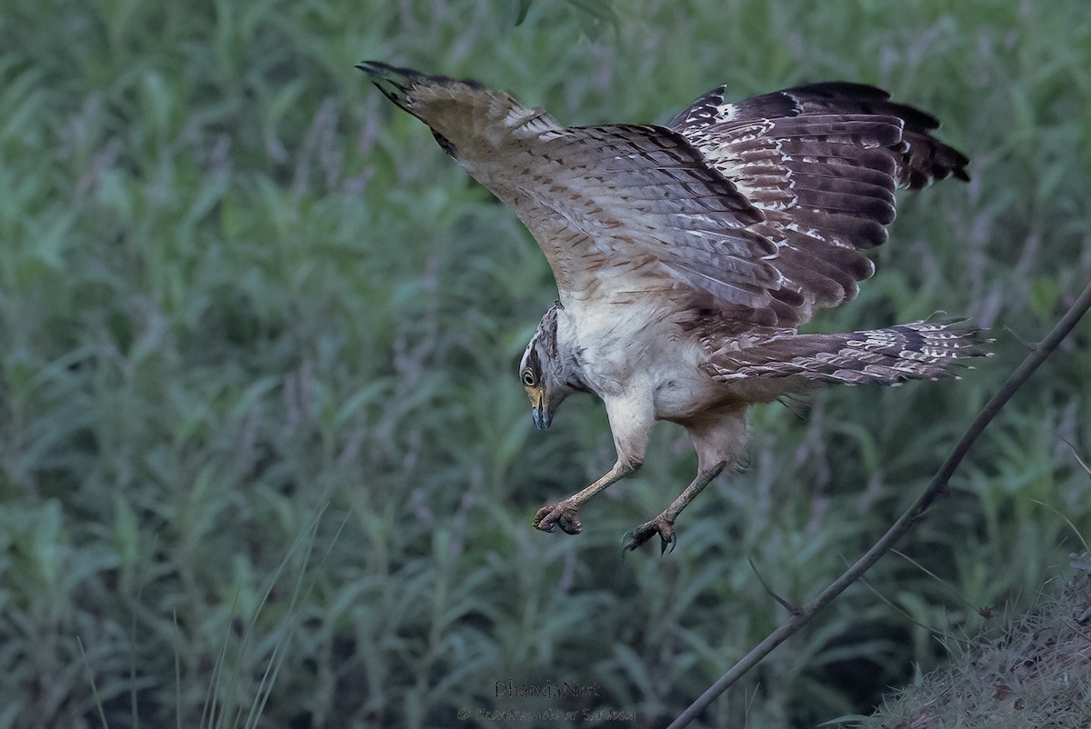 Crested Serpent-Eagle - ML624178985