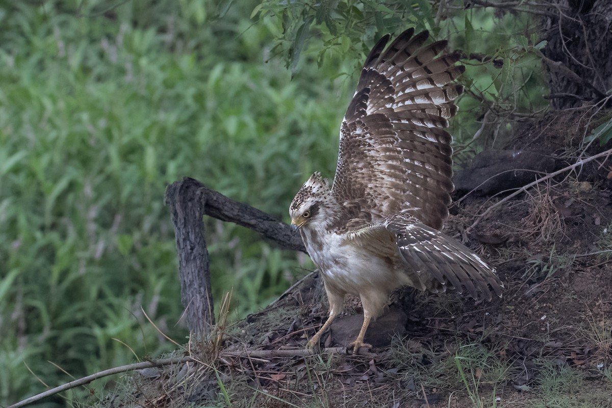 Crested Serpent-Eagle - Chandrashekhar Sardesai